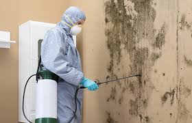 Best Emergency Mold Remediation  in Champlin, MN